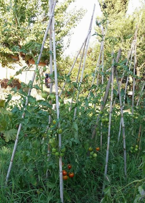Country House Tra Lago E Mare A Sud Di Roma Villa Campoleone Exterior foto